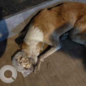 Missing: White-Brown Mix Female Indie Dog from Laxman Nagar, Kurar Gaon, Malad East, Mumbai