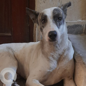 Found: White-Brown Mix Male Indie Dog from Ward 15, Sector 37