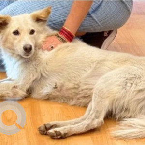 Missing: White Male Indie Dog from Jaipur Rugs and Hosuse of Commmons, 12th main Indiranagar