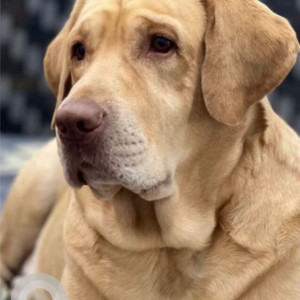 Missing: Golden Male Labrador Dog from Ramphal Chowk Sector 7, Dwarka