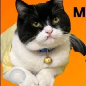 Missing: Black and White Male Indie Cat from Bengaluru