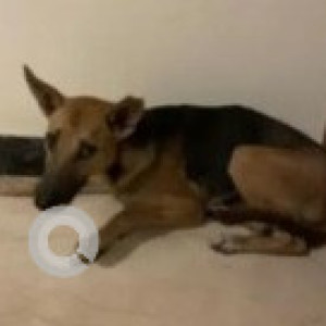 Missing: Black and Brown Female Indie Dog from 1st Main, Defence Colony