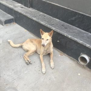 Found: White-Brown Mix Male Indie Dog from LIC colony, Paschim Vihar