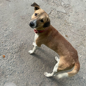 Missing: White-Brown Mix Male Indie Dog from Bali nagar/ Ramesh Nagar metro station