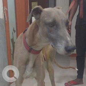 Found: Black and Brown Male Indie Dog from Greater Kailash 1