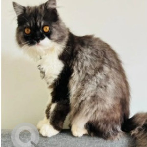 Missing: Black and White Male Persian Cat from Shabari nagar, silvepura road, Hessaraghatta