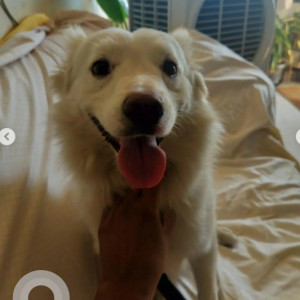 Found: White Male Pomeranian-Spitz mix Dog from Charles Campbell Road, 2nd Cross, opposite Leela Clinic