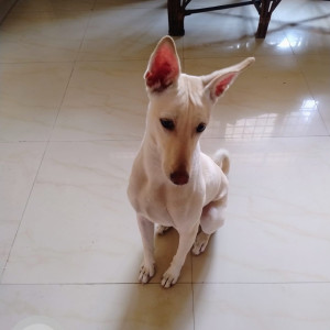 Missing: White Female Indie Dog from Vets and Pets Clinic in Sec 12, Noida