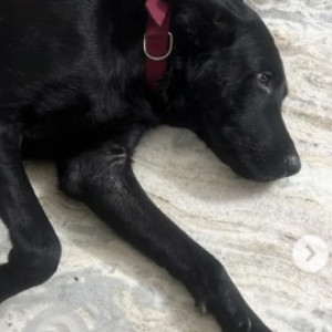 Missing: Black Male Labrador Dog from Btm layout Udupi garden signal