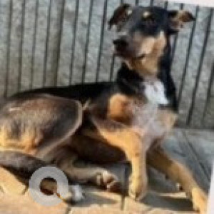 Found: Black and Brown Female Indie Dog from Indiranagar, Bengaluru