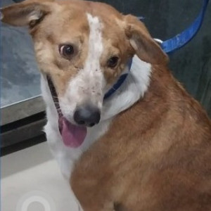 Missing: White-Brown Mix Female Indie Dog from Block B-4, near Grover Motors, Ashok Vihar Phase-2