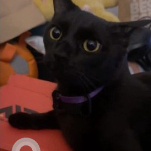 Missing: Black Male Indie mix Cat from Neelankarai, ECR Chennai