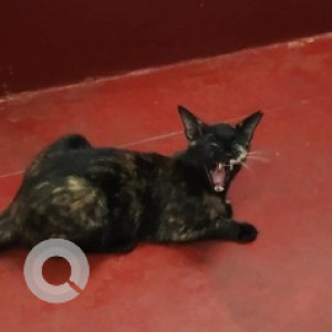 Missing: Black and Brown Female Tote Cat from 80 feet road, Kengeri satelite town, Vanaankura