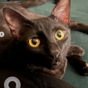 Missing: Black Male Indie Cat from KB Sandra, 2nd Cross, RT Nagar, Ganga Bakery