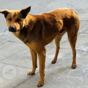 Missing: Black and Brown Male Indie Dog from Hoodi (Spandana - BBMP sterilisation center for stray dogs)
