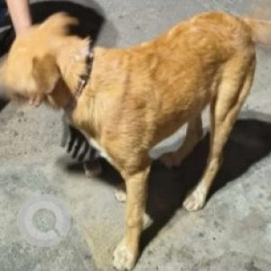Missing: Brown Female Indie Dog from Nagendra Block Srinagar (Near to Sudha Pet Clinic)