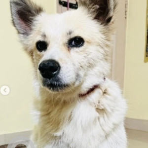 Found: White Male Pomeranian Dog from Jakkur