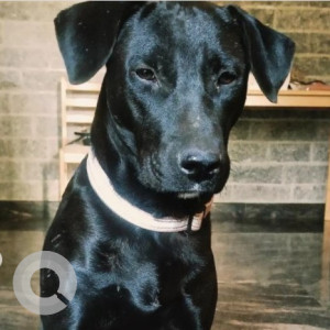 Missing: Black Male Indie Dog from Arekere sundar ram Shetty layout