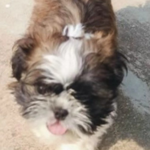 Missing: White-Brown Mix Male Shih Tzu Dog from Ramanagara, Annapurneshwari mart