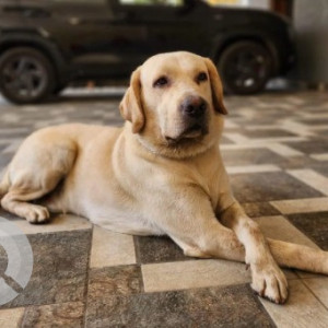 Missing: Golden Male Labrador Dog from Raja gardenia, Turahalli, Subramanyapura