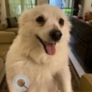 Found: White Female Pomeranian Dog from Whitefield area
