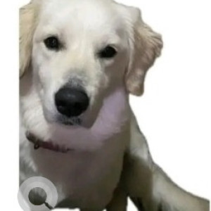 Missing: White Male Indie Dog from Gayathri Nagar