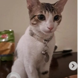 Missing: White and Grey Female Indie Cat from Cline Road, Balaji Layout, Cooke Town