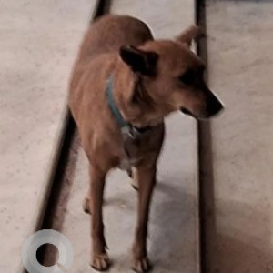 Found: Black and Brown Male Indie Dog from Zudio, HRBR layout
