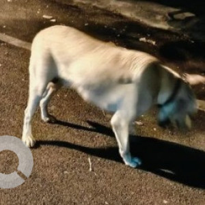 Found: White Male Labrador Dog from Telecom Layout KP Agrahara Vijaynagar