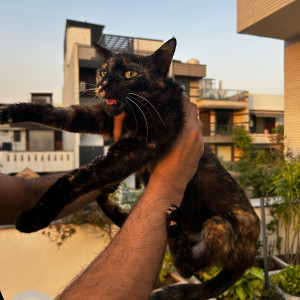 Found: Black and Brown Female Not available Cat from 