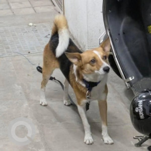 Found: White-Brown Mix Male Indie Dog from Old Madras road near Brigade Paramount apartment