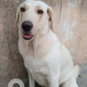 Missing: White Male Labrador Dog from 6th Cross Rd, Arekere MICO Layout 2nd stage, Lakshmi Layout, Arekere