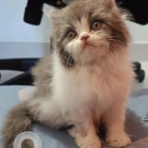 Missing: White-Brown Mix Male Persian mix Cat from 8th Cross Road, Jai Jawan Nagar, Banaswadi