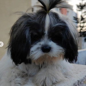Missing: Black and White Female Shih Tzu Dog from D Souza layout