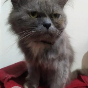 Missing: White and Grey Female Persian Cat Cat from Ramaiah layout, Kammanahalli