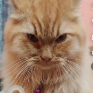 Missing: White-Brown Mix Male Persian Cat from 3rd cross Nanjappa Circle, Shantinagar