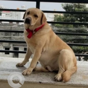 Missing: White Male Labrador Dog from Reva circle, Sathnur village , BSF Kattigenahalli