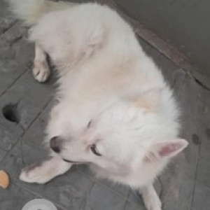 Found: White Female Pomeranian Dog from Chelikere, Kalyan Nagar