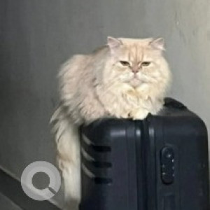Missing: White-Brown Mix Male Persian Cat from Byrathi, Rammana Layout