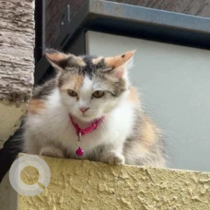 Missing: White and Grey Female Indie Cat from A narayanpura  near MBNR heights apartment