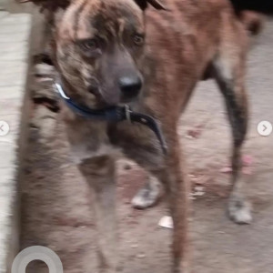 Found: Black and Brown Male Indie Dog from Koramangala 4th block