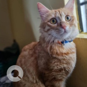 Missing: White-Brown Mix Female Ginger cat Cat from Taverekere 2nd cross road Narayanappa Garden