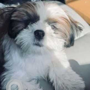 Missing: Black and White Male Shih Tzu Dog from Guru harikishan Nagar