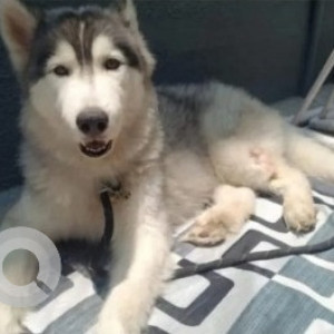 Found: White and Grey Male Husky Dog from HRBR Layout