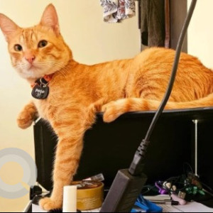 Missing: Orange Male Tabby Cat from Altis arena, 2nd cross, Chikkapullapa layout, Horamavu main road