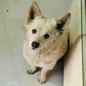 Found: White Male Spitz Dog from Sec 34, metro station, noida