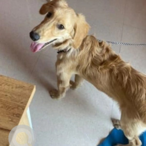 Missing: Golden Male Golden Retriever Dog from Penction Mohala, Hassan road, Hassan