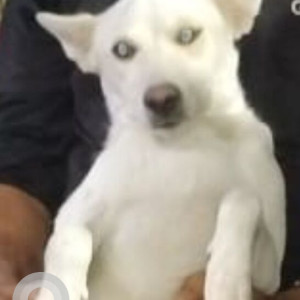 Missing: White Male Indie Dog from Sarita Vihar, Opposite D -Pocket gate