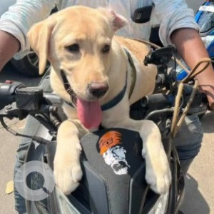 Missing: White Male Labrador Dog from Jam Bazar, Triplicane