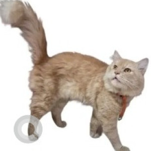 Found: White-Brown Mix Male Persian Cat from HBR Layout 4th Block